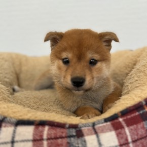 柴犬のサムネイル