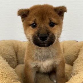 柴犬のサムネイル